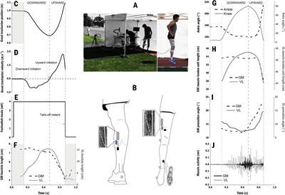 Effects of Surface Properties on Gastrocnemius Medialis and Vastus Lateralis Fascicle Mechanics During Maximal Countermovement Jumping